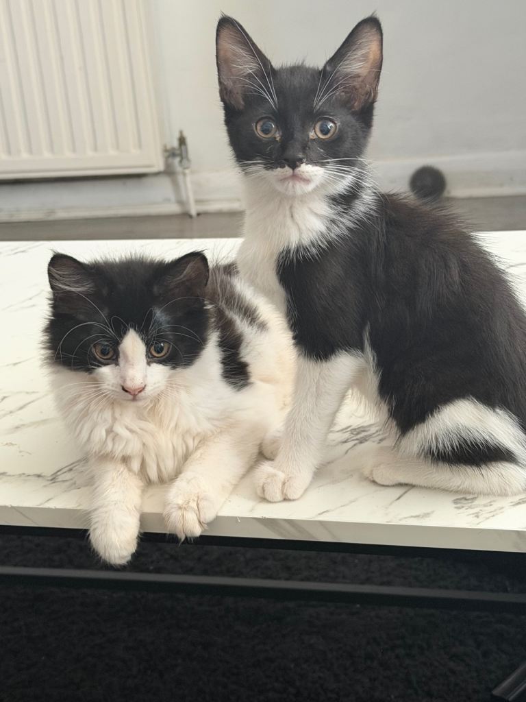 Only two available 10 week old Kitten