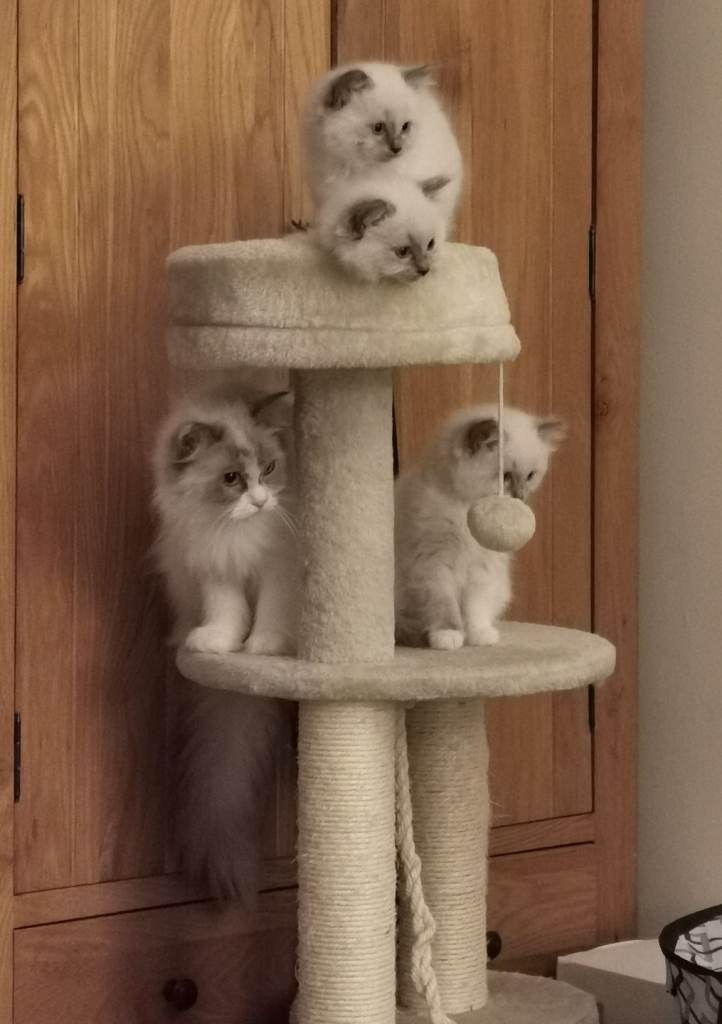 Blue Tortie Point Mitted Ragdoll Kittens