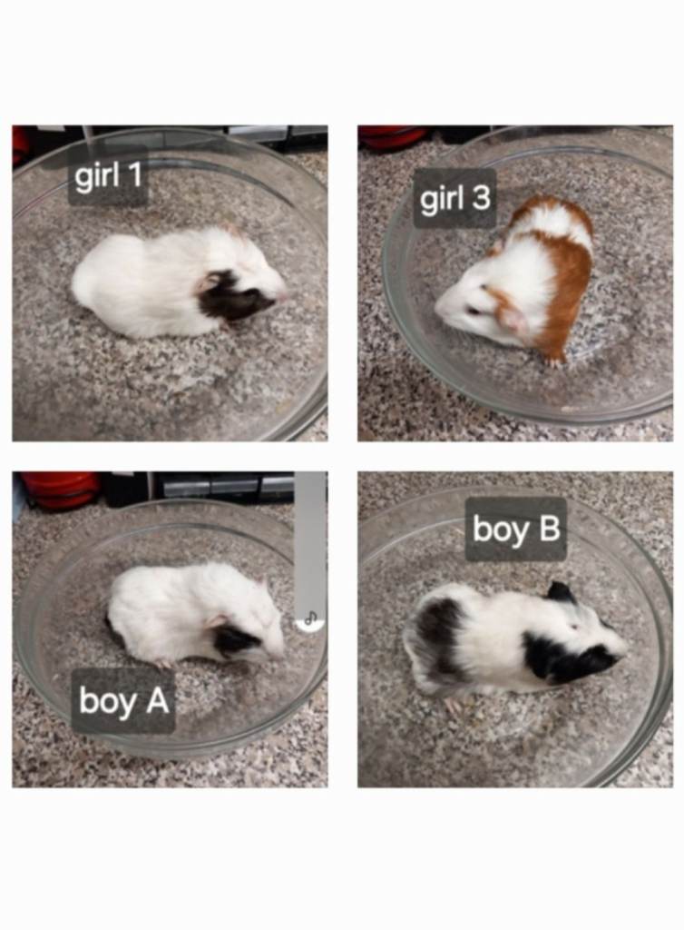 Baby guinea pigs ready now