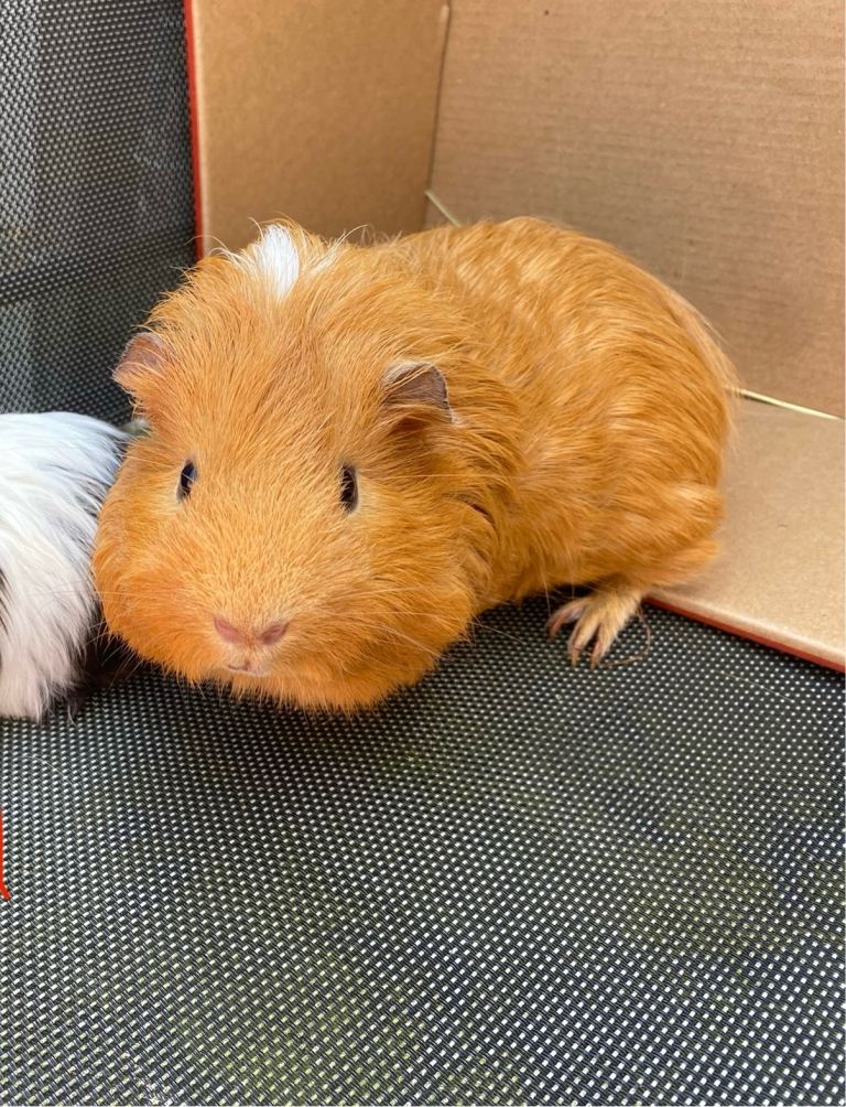 6 month old male Guinea pig 
