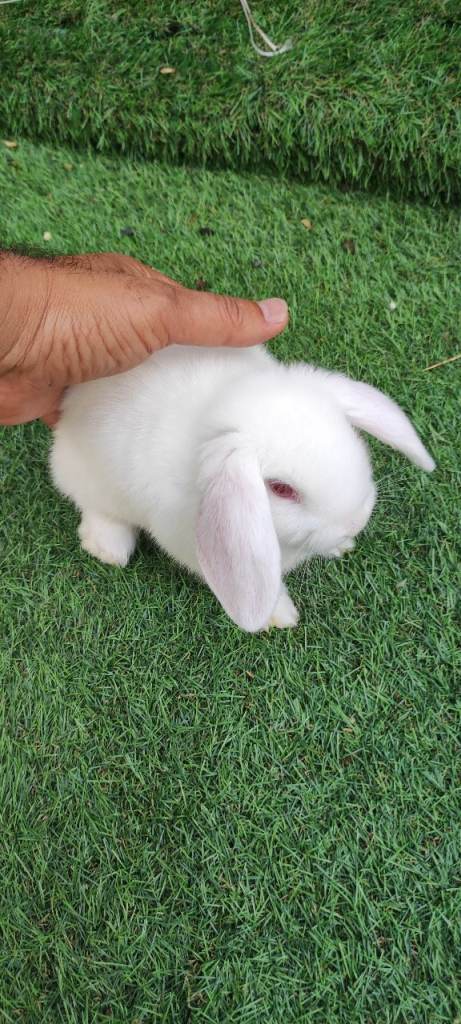 Baby rabbits - ready to leave.