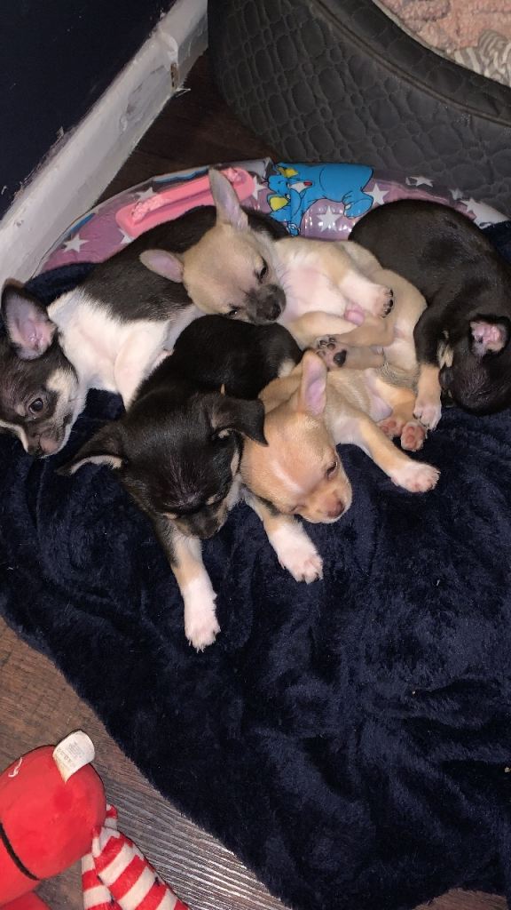 Gorgeous Chihuahua pups
