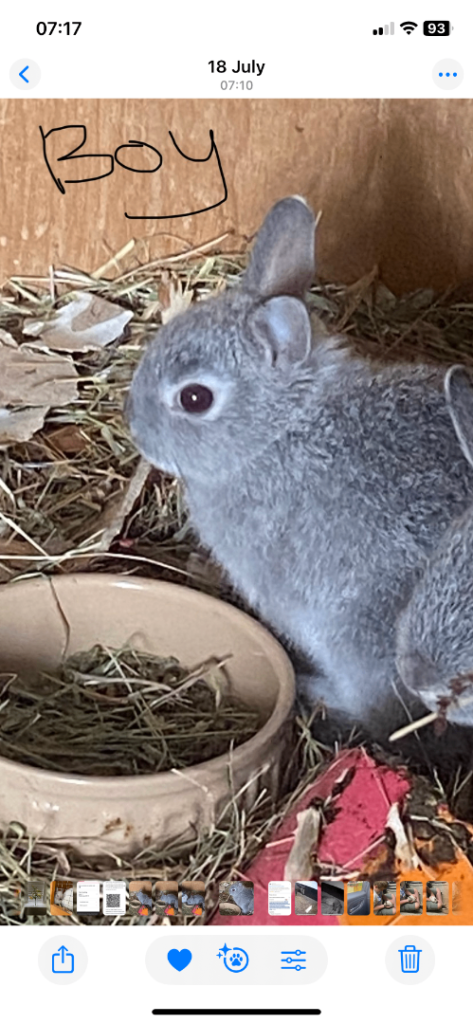 Beautiful Pure bred Netherland dwarf bucks
