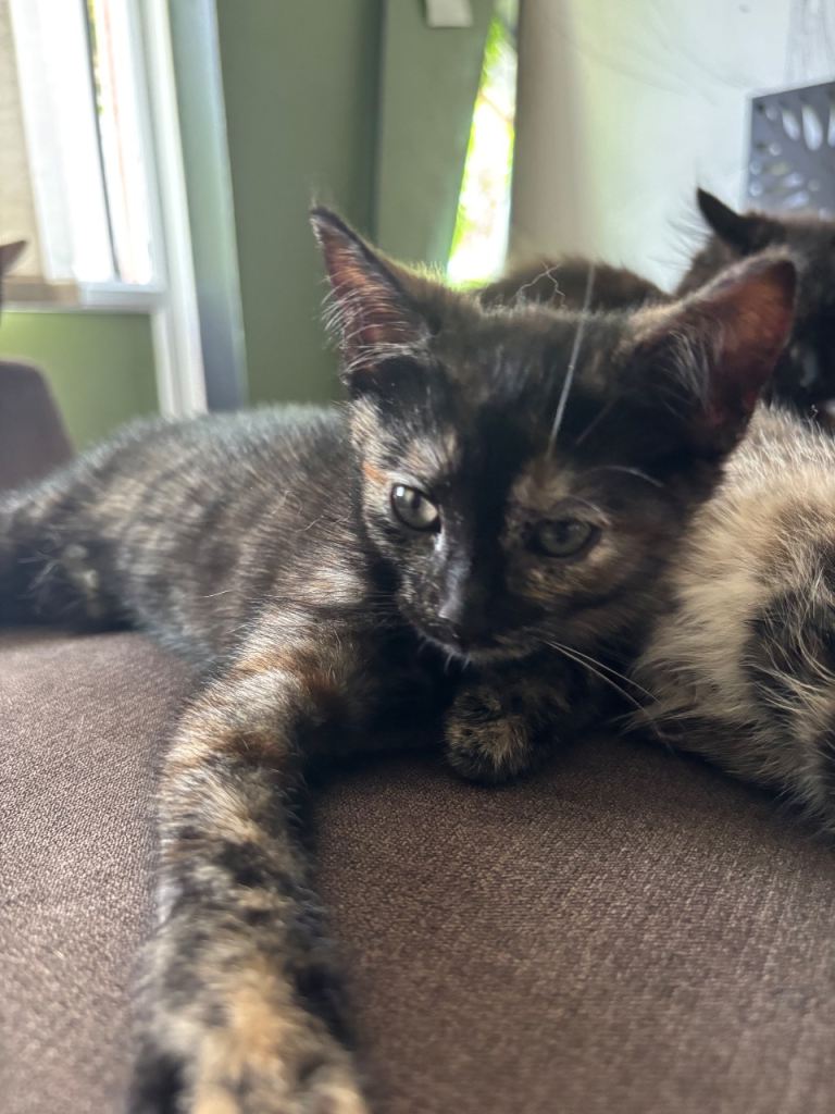 Kitten for Sale