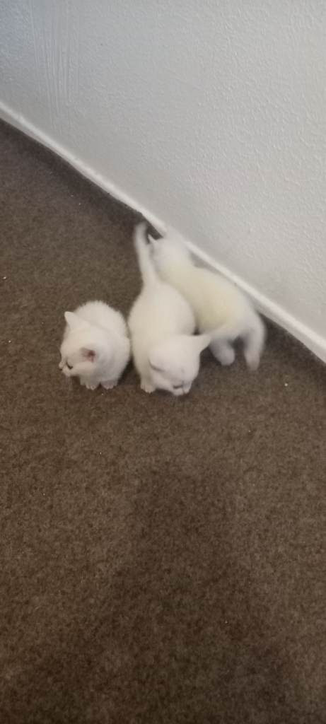 Lovely white kittens 