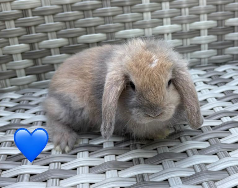 Pure bred mini lops