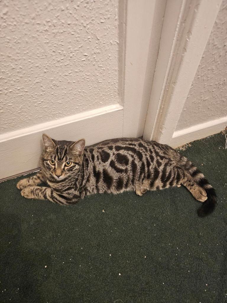 Bengal kitten