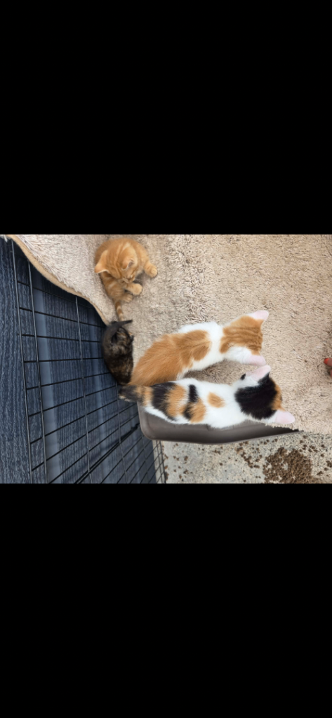 Kittens 