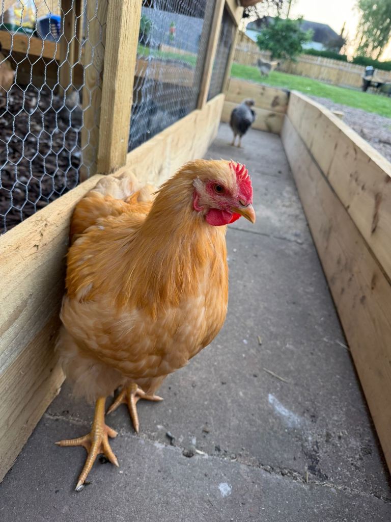 Buff Orpington Cockeral 