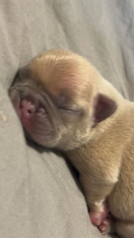 Frenchie Puppies 