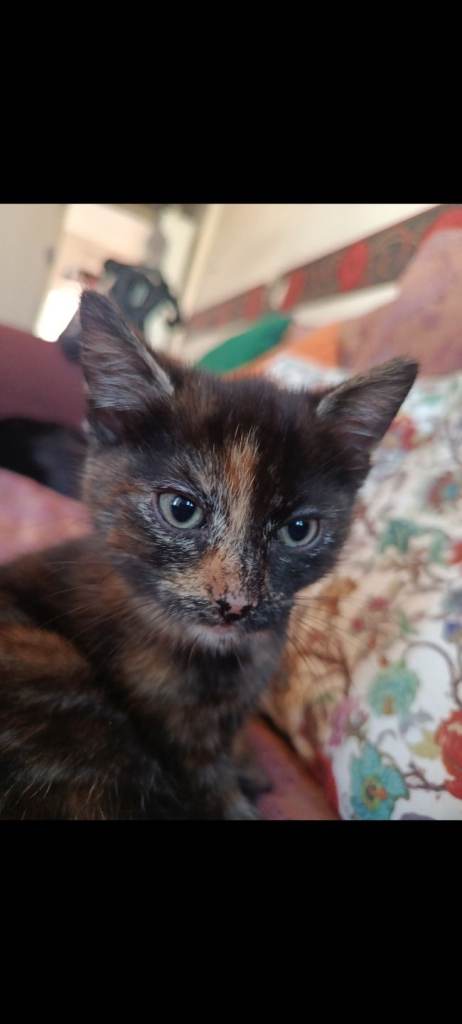 Beautiful Calico Kitten Looking for a Loving Home