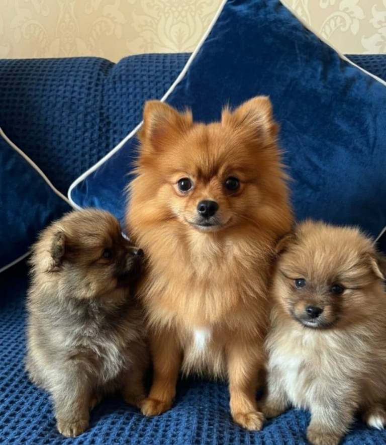 Beautiful mini Pomeranian puppies