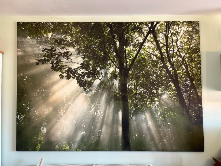 Huge ikea sunlit forest canvas 
