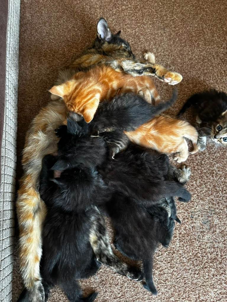 Kittens For Sale