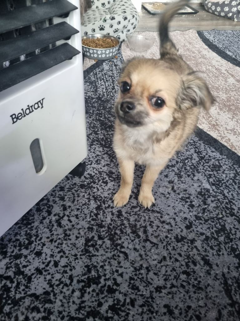 Beautiful chihuahua 