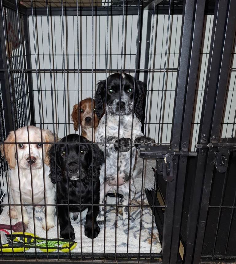 Sprocker Puppies (Springer X Cocker)
