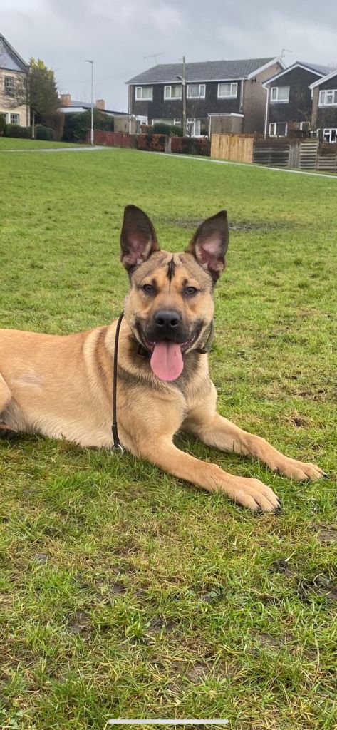 7 month old Bullherder for Rehome 