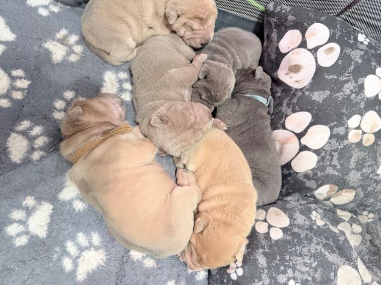 Shar Pei Puppy’s 