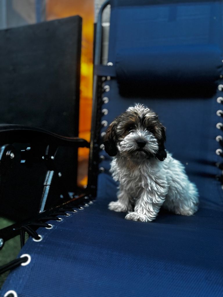 Cute & Cuddly Shorkie Puppies 