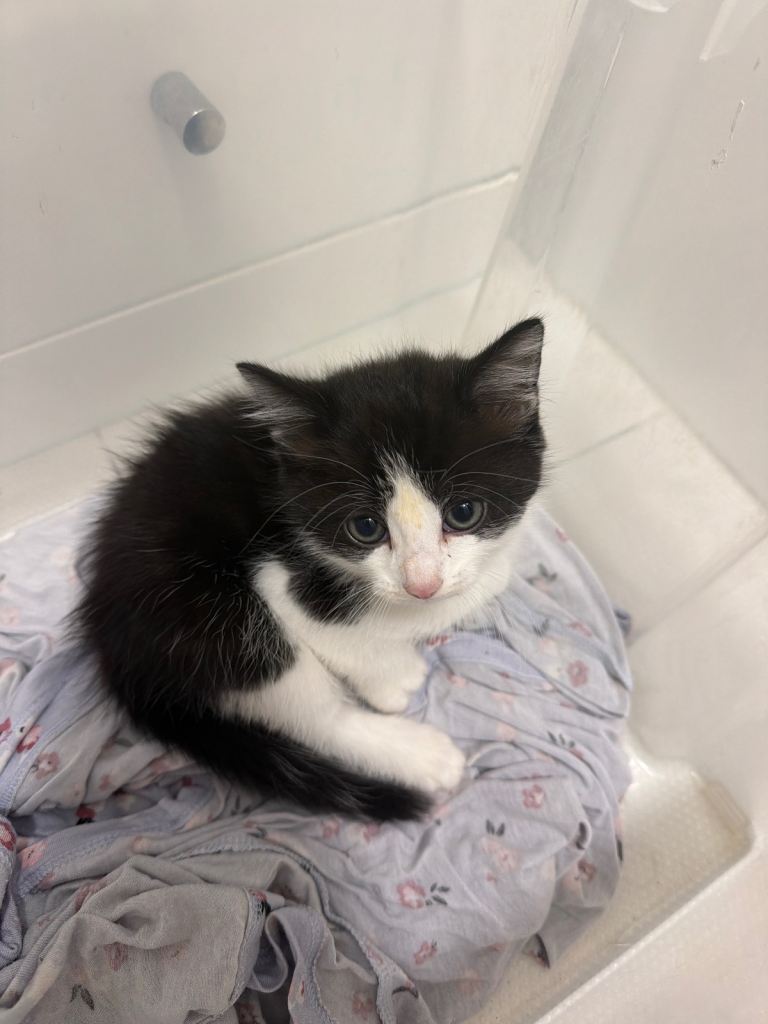 Beautiful Kitten Looking for Loving Home