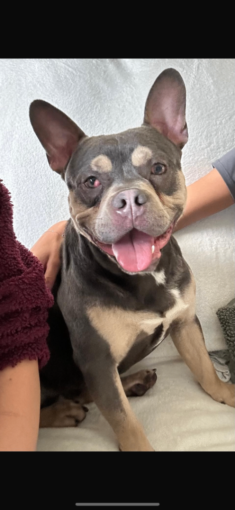 16 month old dog for sale 