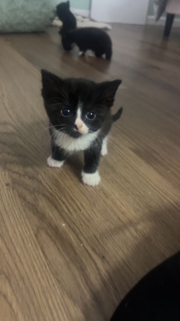 Beautiful kittens