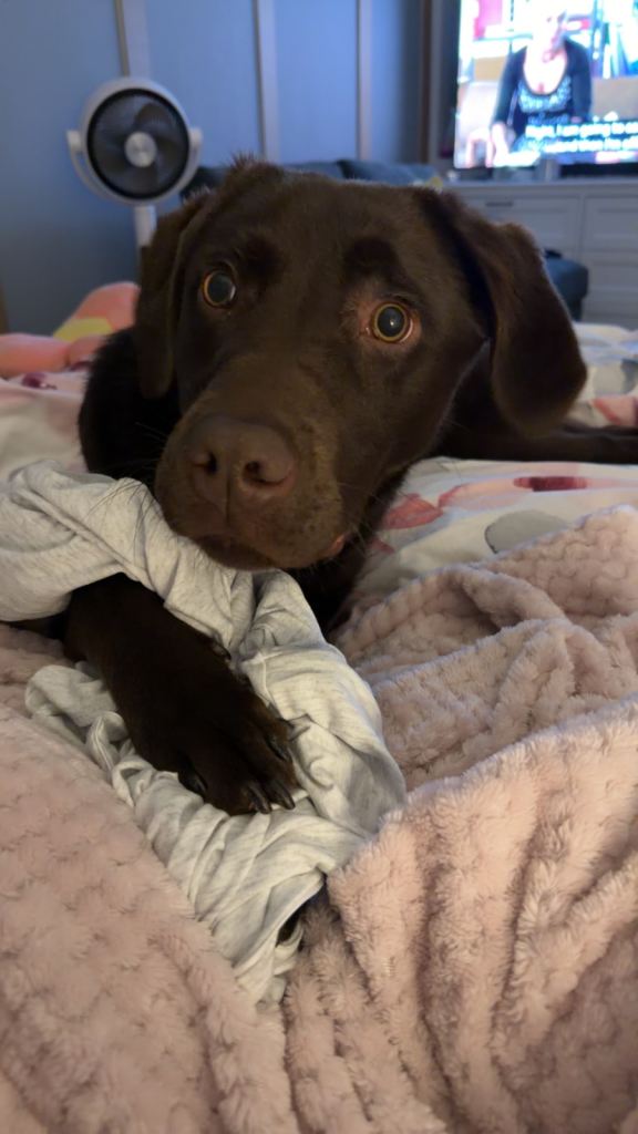 chocolate labrador 