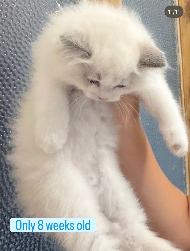 Perfect Ragdoll Kittens Ready Now 