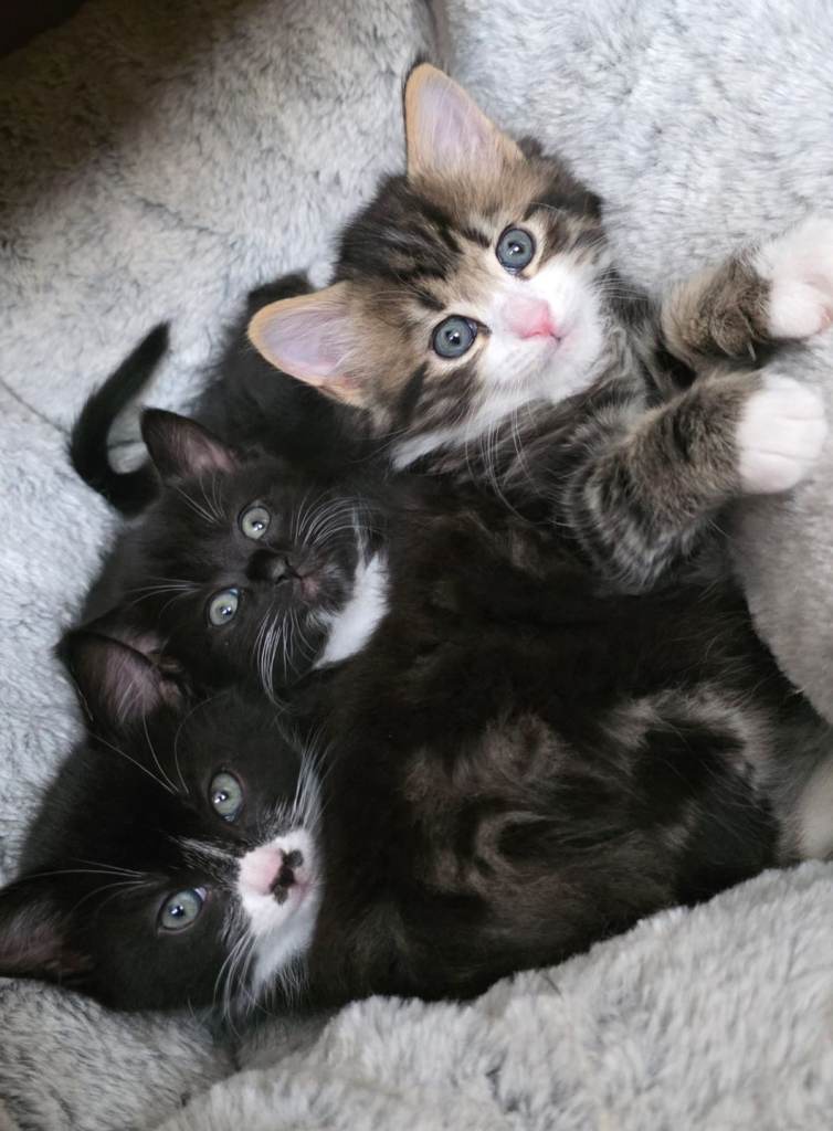 Mix 8 weeks kittens ready to go