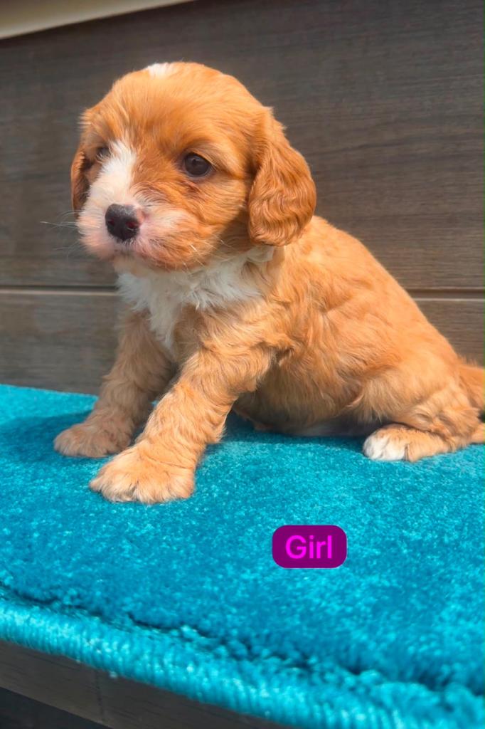 Cavalier King Charles puppies