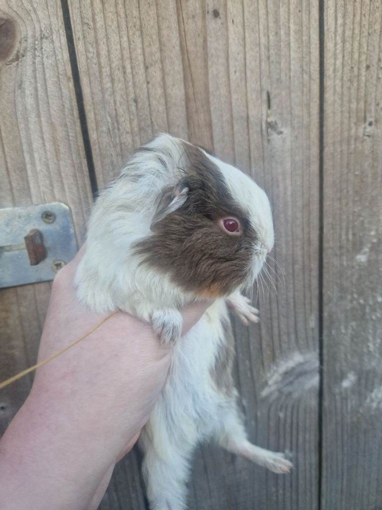 image for Baby guinea pigs