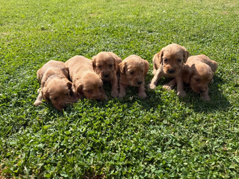 🤎Cockapoo Puppies🤎
