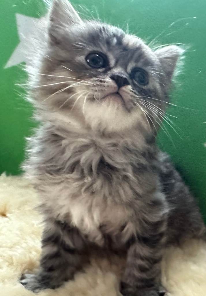 Dream Fluffballs! 🐾 Ragdoll x Persian Kittens in Islington ✨