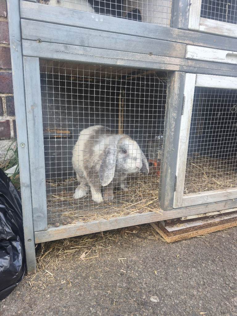 1yr Old male Rabbit