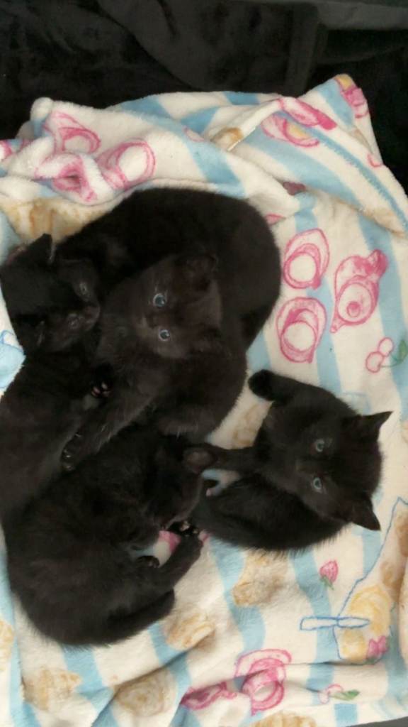 Kittens for sale 