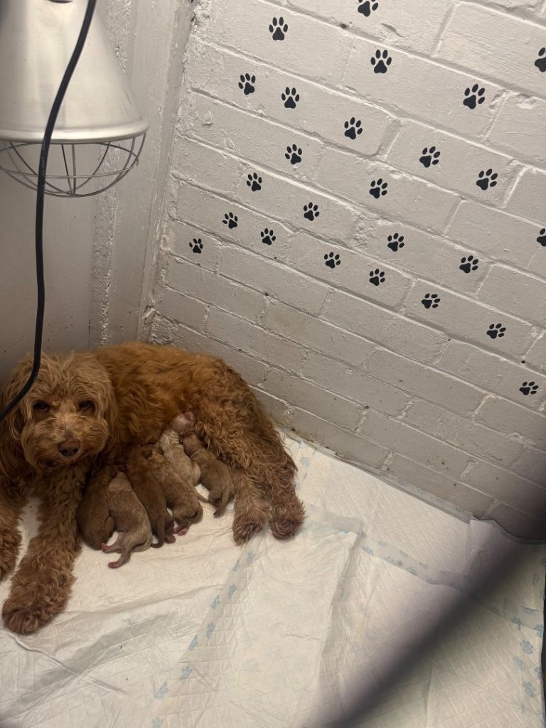 Cockapoo puppie for sale