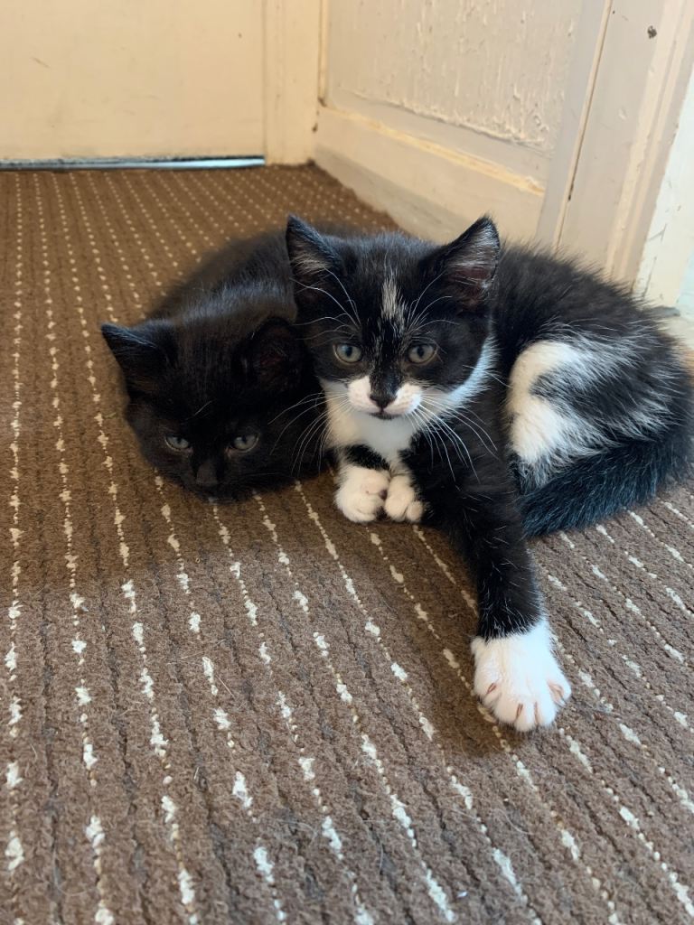 2 girl kittens