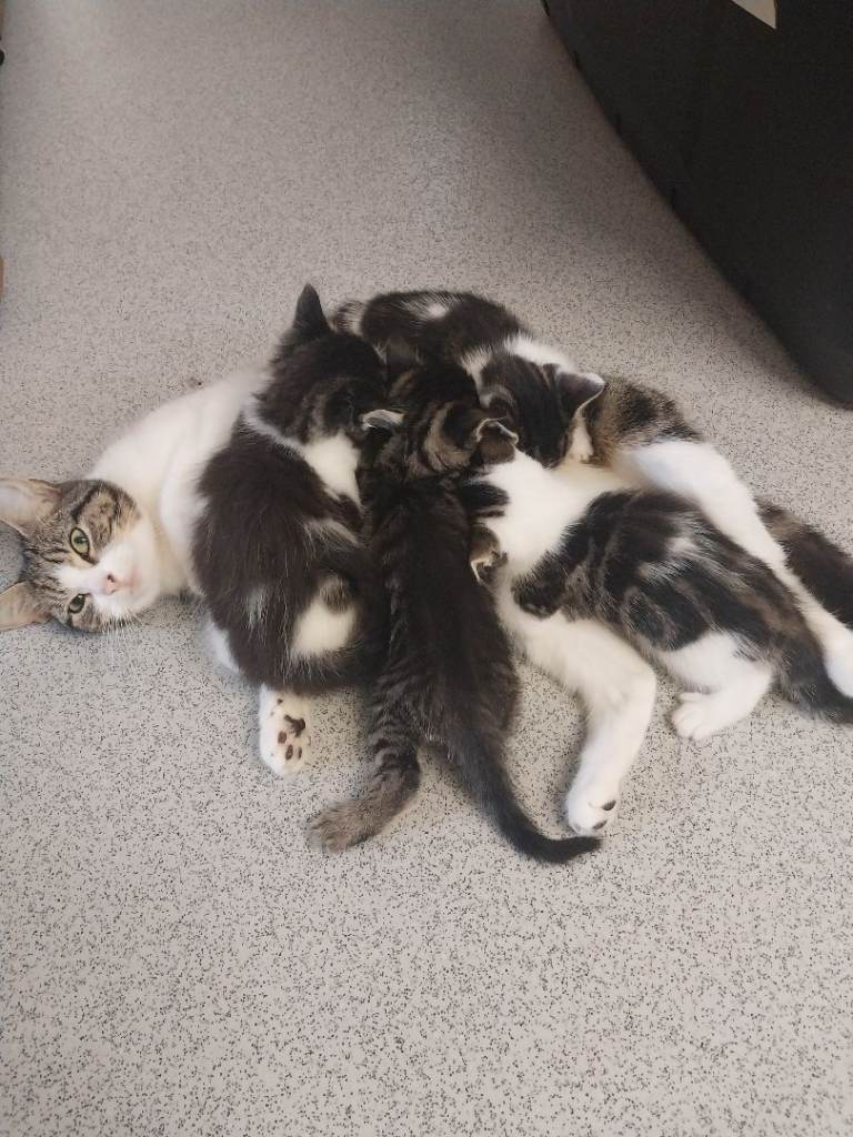 Kittens for sale