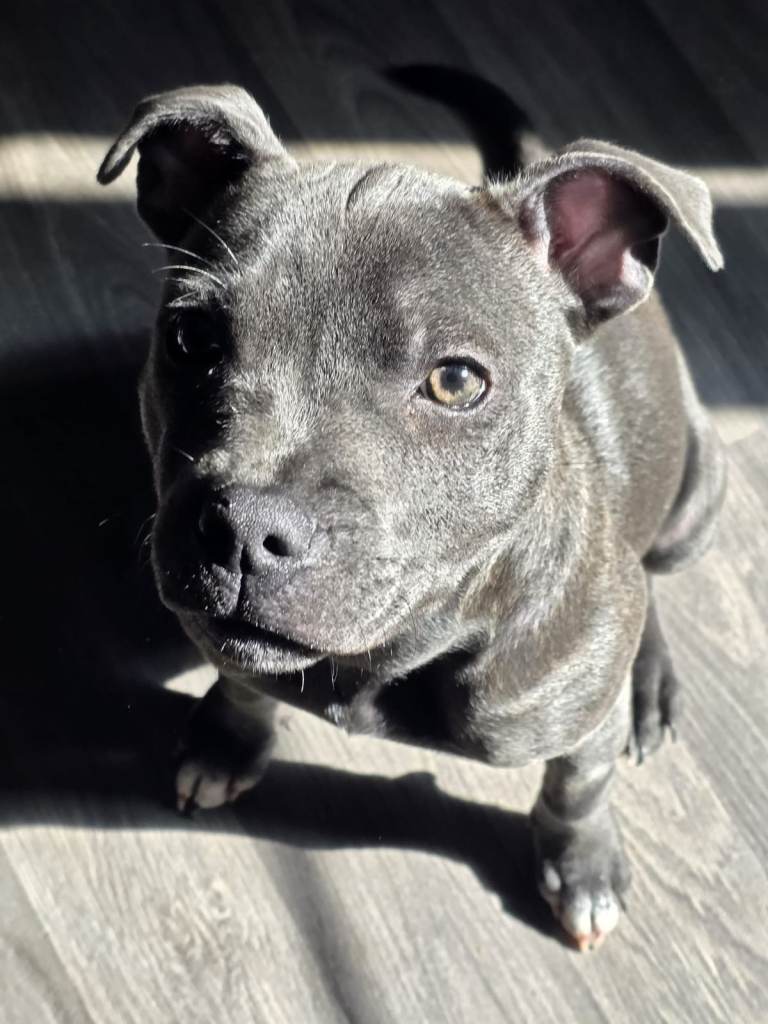 Blue Staffordshire bull terrier 5 months old