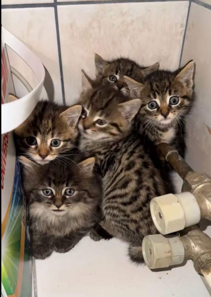 Tabby & Bengal Kittens 