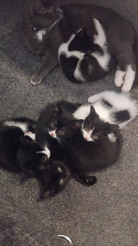 Beautiful kittens