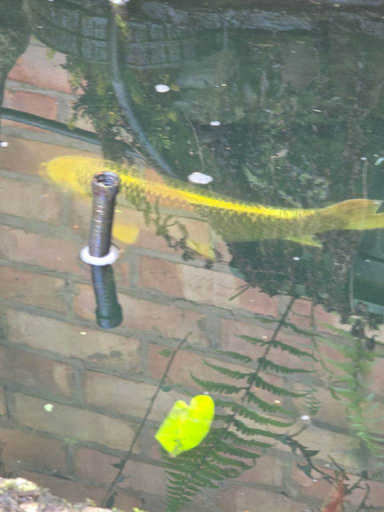 Koi carp 