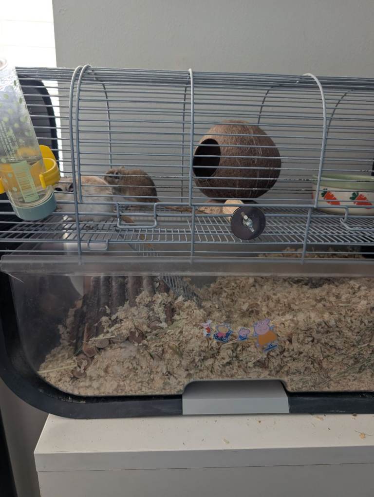 2 female gerbils 