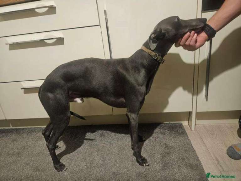 Beautiful blue whippet girl