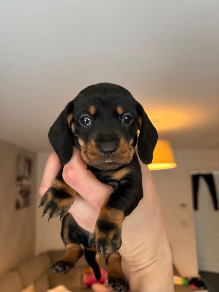 Beautiful dachshund puppies for sale