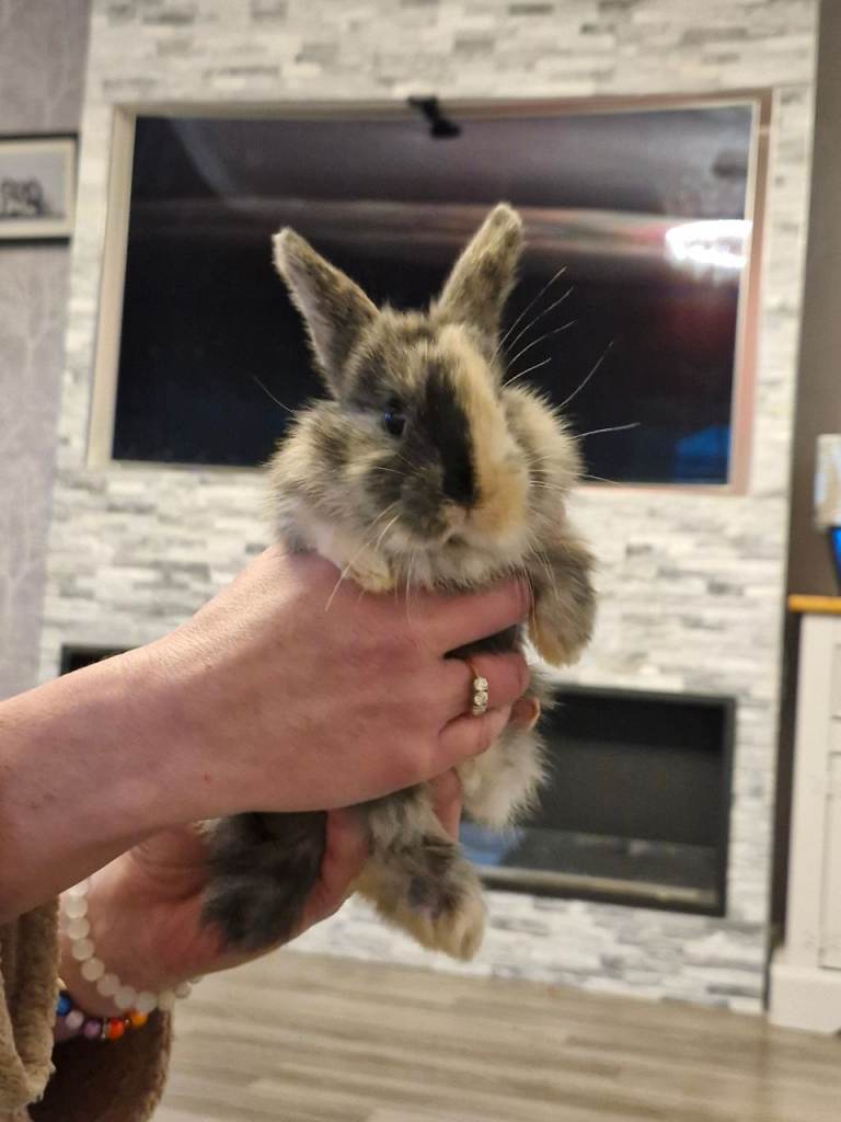 Mini lop baby rabbits 