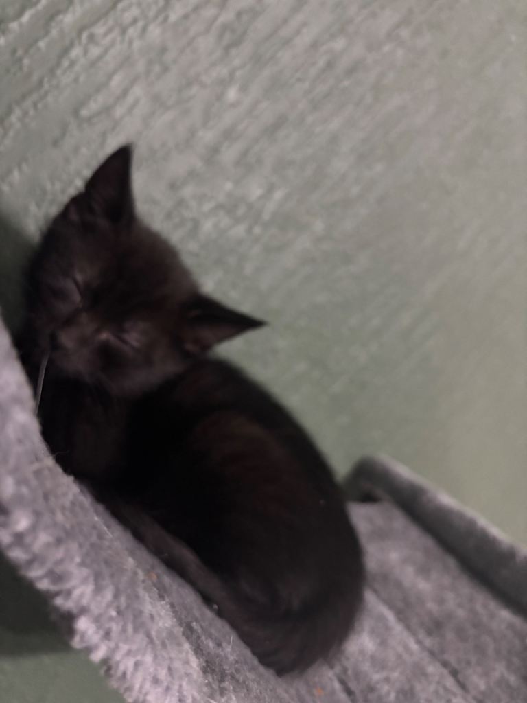 Beautiful 8 week old kitten 