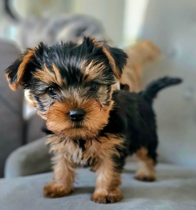 Yorkshire Terrier Puppies looking for loving homes 