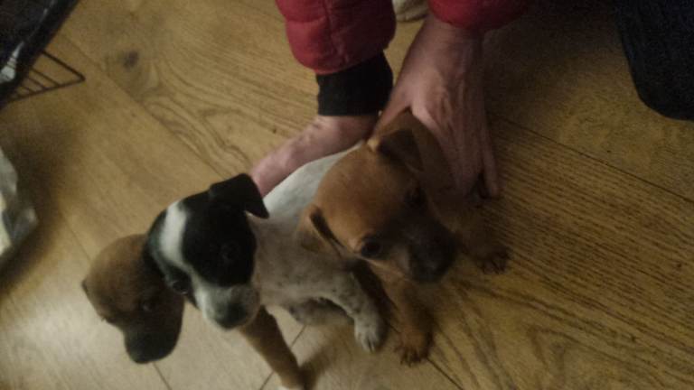 Litter of 6 beautiful jack Russell pups last 1;