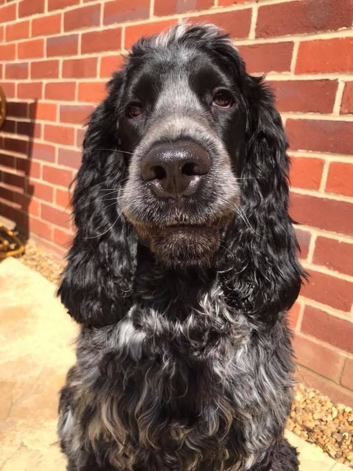 Cocker spaniel Ralphie